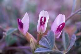 Image of Newberry's milkvetch