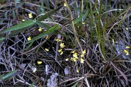 Image of tiny bladderwort