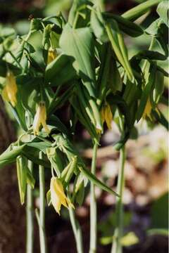 Image of largeflower bellwort