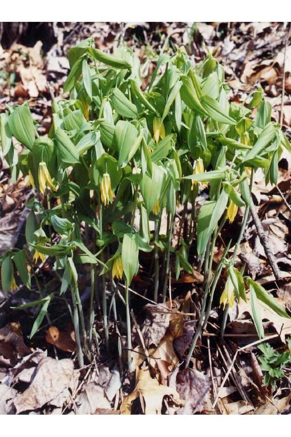 Image of largeflower bellwort