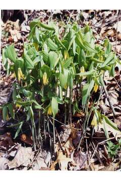 Image of largeflower bellwort