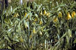 Image of perfoliate bellwort