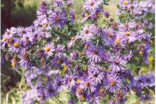 Image of Michaelmas daisy