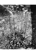 Image of Cordilleran Valerian