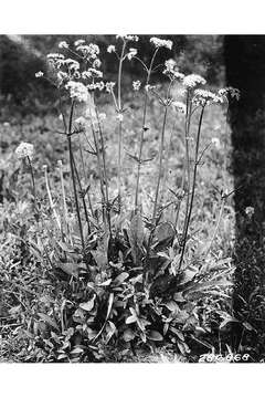 Image of Cordilleran Valerian