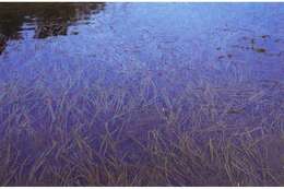 Image of American eelgrass