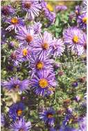 Image of Michaelmas daisy