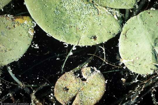 Image of American eelgrass