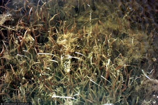 Image of American eelgrass