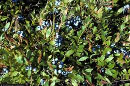 Image of lowbush blueberry