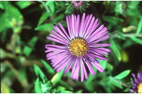 Image of Michaelmas daisy