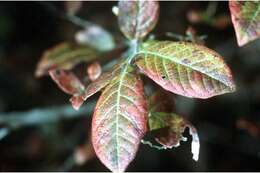 Image of Highbush blueberry