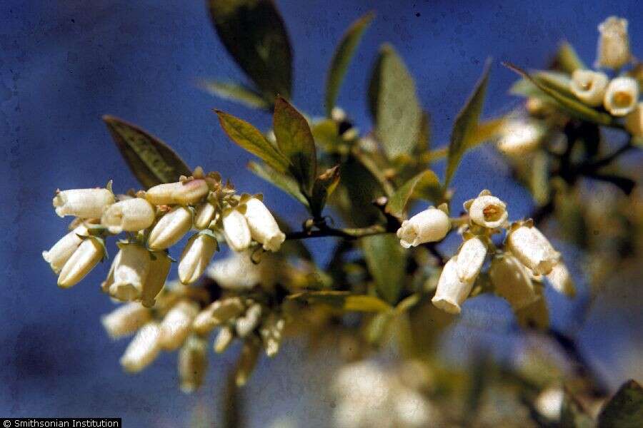 Image of Highbush blueberry