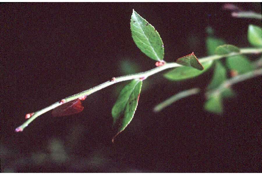 Vaccinium elliottii Chapman的圖片