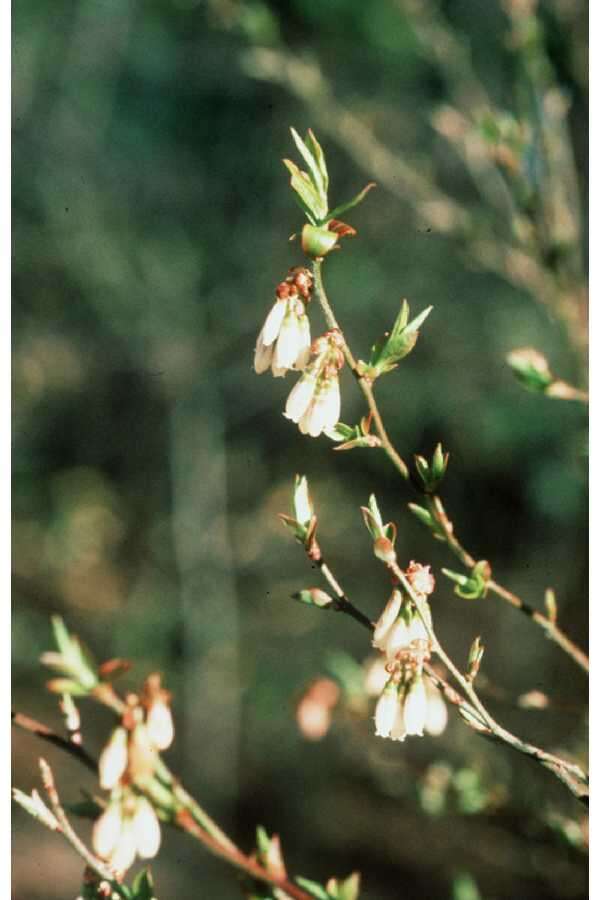 Vaccinium elliottii Chapman的圖片