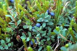 Image of bilberry