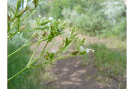 Image of western valerian