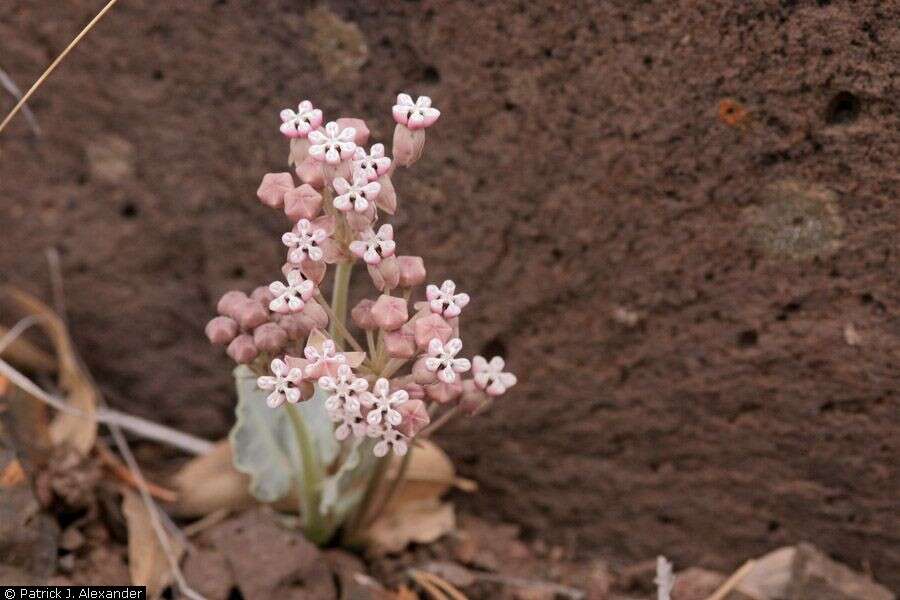 Image of tufted milkweed