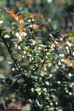 Image of evergreen huckleberry