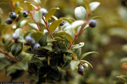 Image of evergreen huckleberry