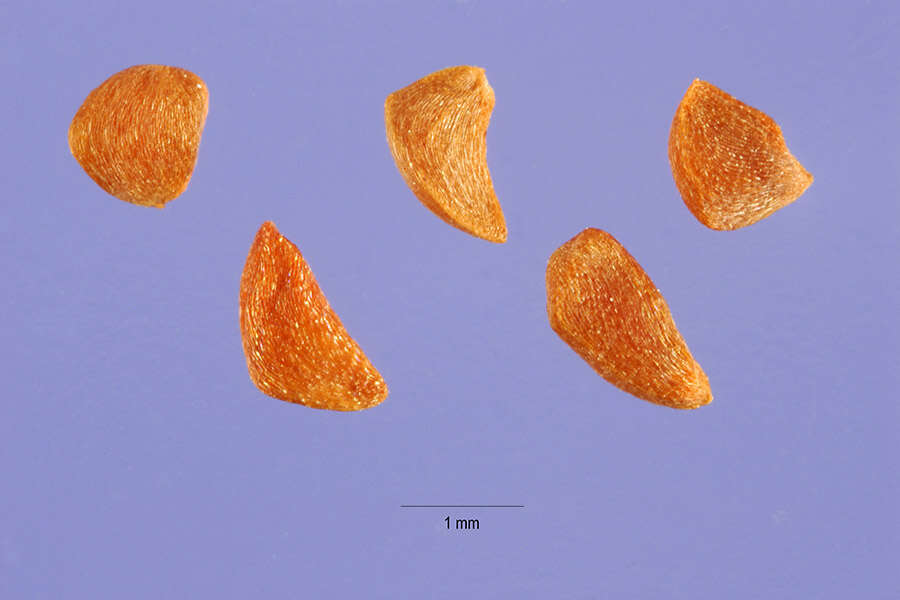 صورة Vaccinium parvifolium Sm.