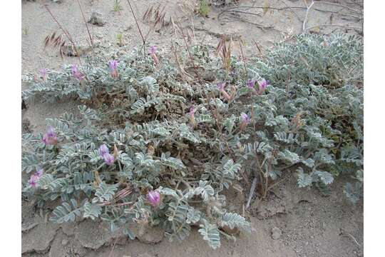 Image of cobblestone milkvetch