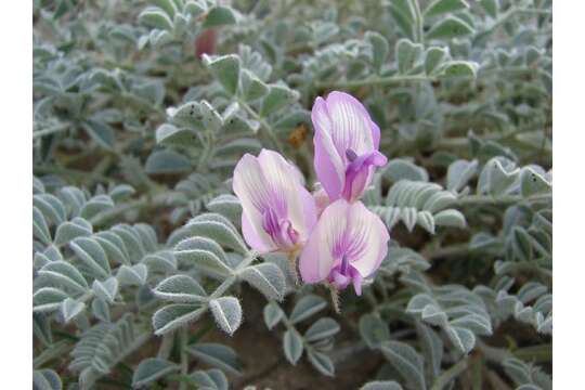 Image of cobblestone milkvetch