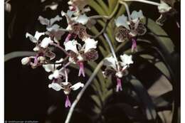 Image of Orchid