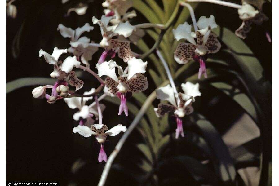 Image de Vanda tricolor Lindl.