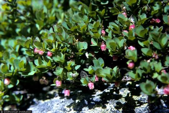 Image of alpine bilberry