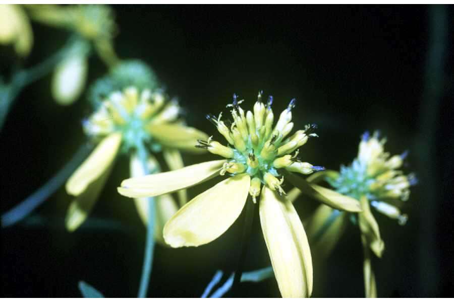Слика од Verbesina alternifolia (L.) Britt. ex Kearney
