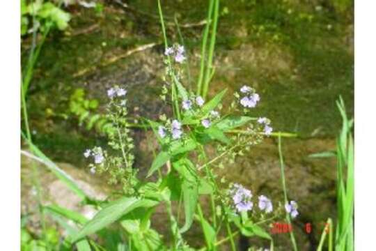 Image of American speedwell