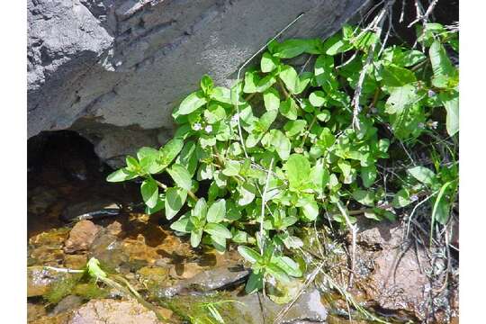 Image of American speedwell