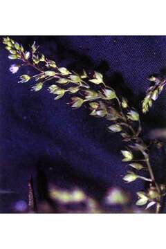 Image of Blue Water-speedwell