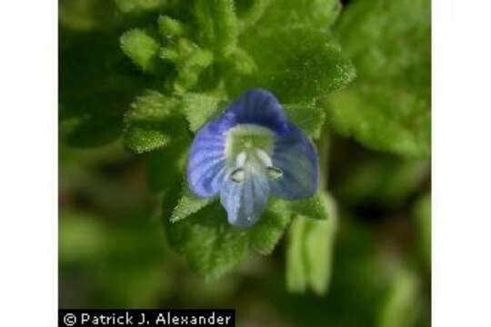 Image of common speedwell