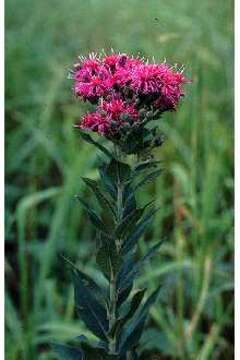 Image of Baldwin's ironweed