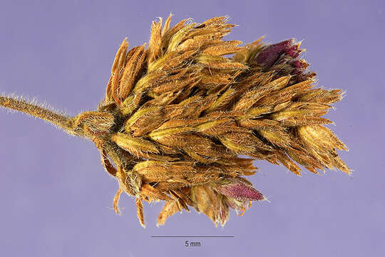 Image of purpletop vervain