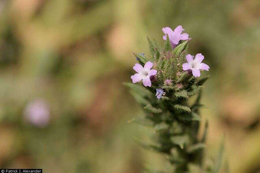 Image de Verbena bracteata Cav. ex Lag. & Rodr.