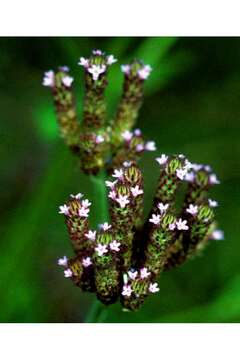 Image of Brazilian vervain