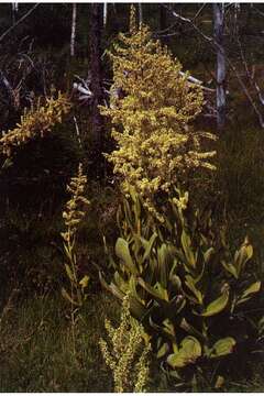 Image of California false hellebore