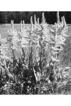 Image of California false hellebore