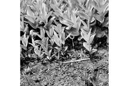 Image of California false hellebore