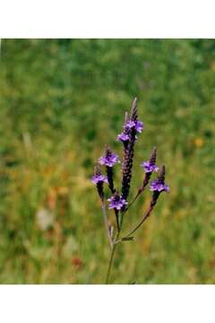 Image of swamp verbena