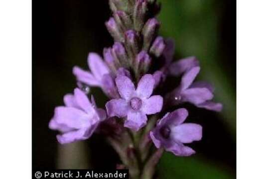 Image of swamp verbena