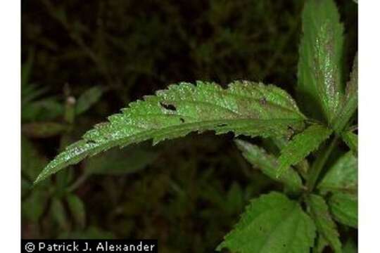 Image of swamp verbena