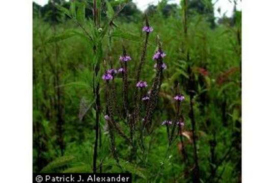 Image of swamp verbena