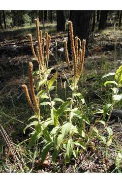 Image of New Mexico Vervain