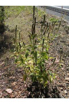 Image of New Mexico Vervain