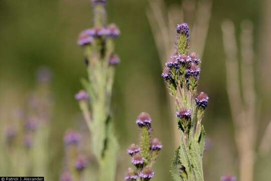 Image of New Mexico Vervain