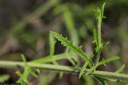 Sivun Verbena neomexicana (A. Gray) Briq. kuva